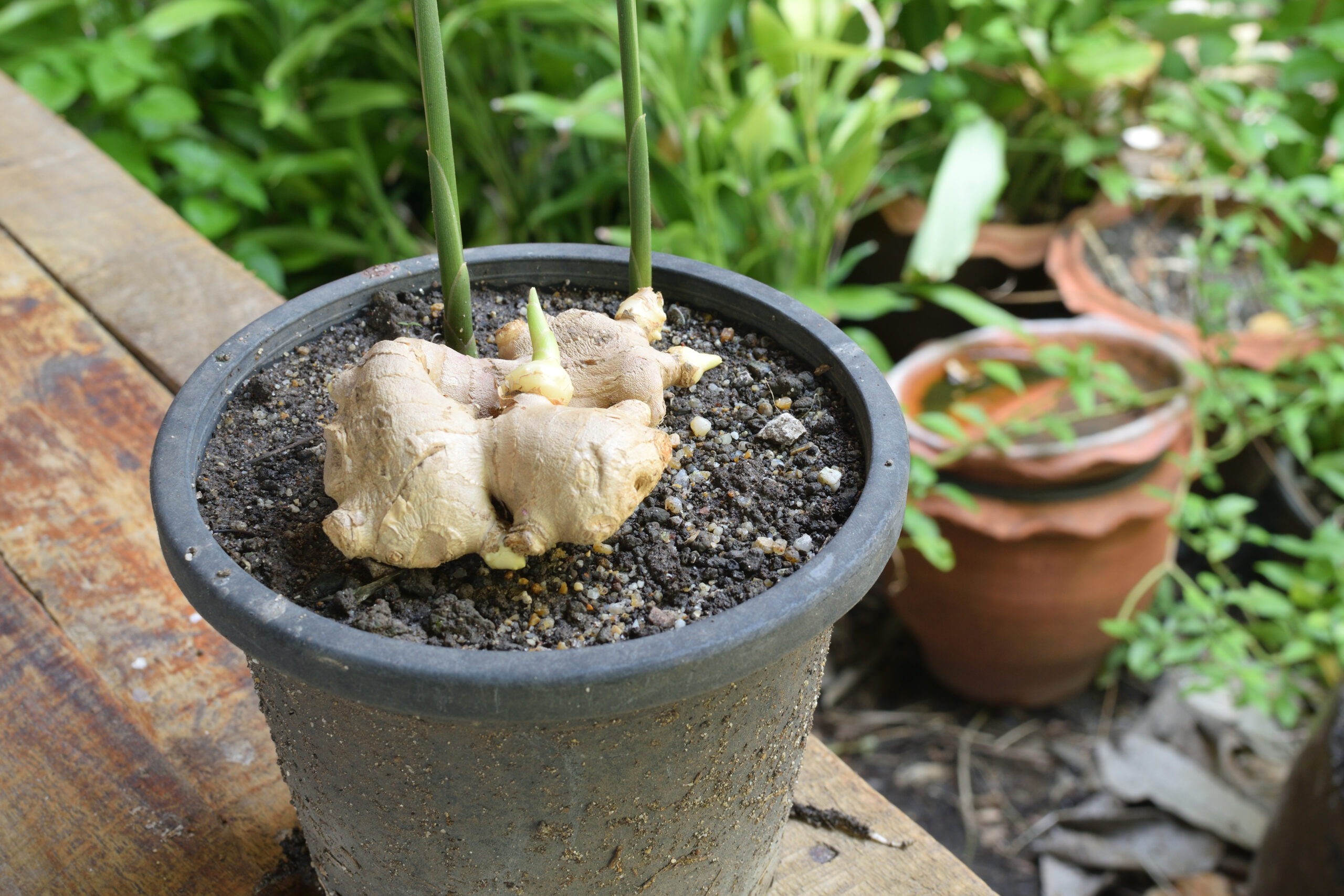 KITCHEN SEASONING GARDEN: YOUR STEP-BY-STEP GUIDE TO GROWING YOUR OWN AND SKIPPING THE MARKET