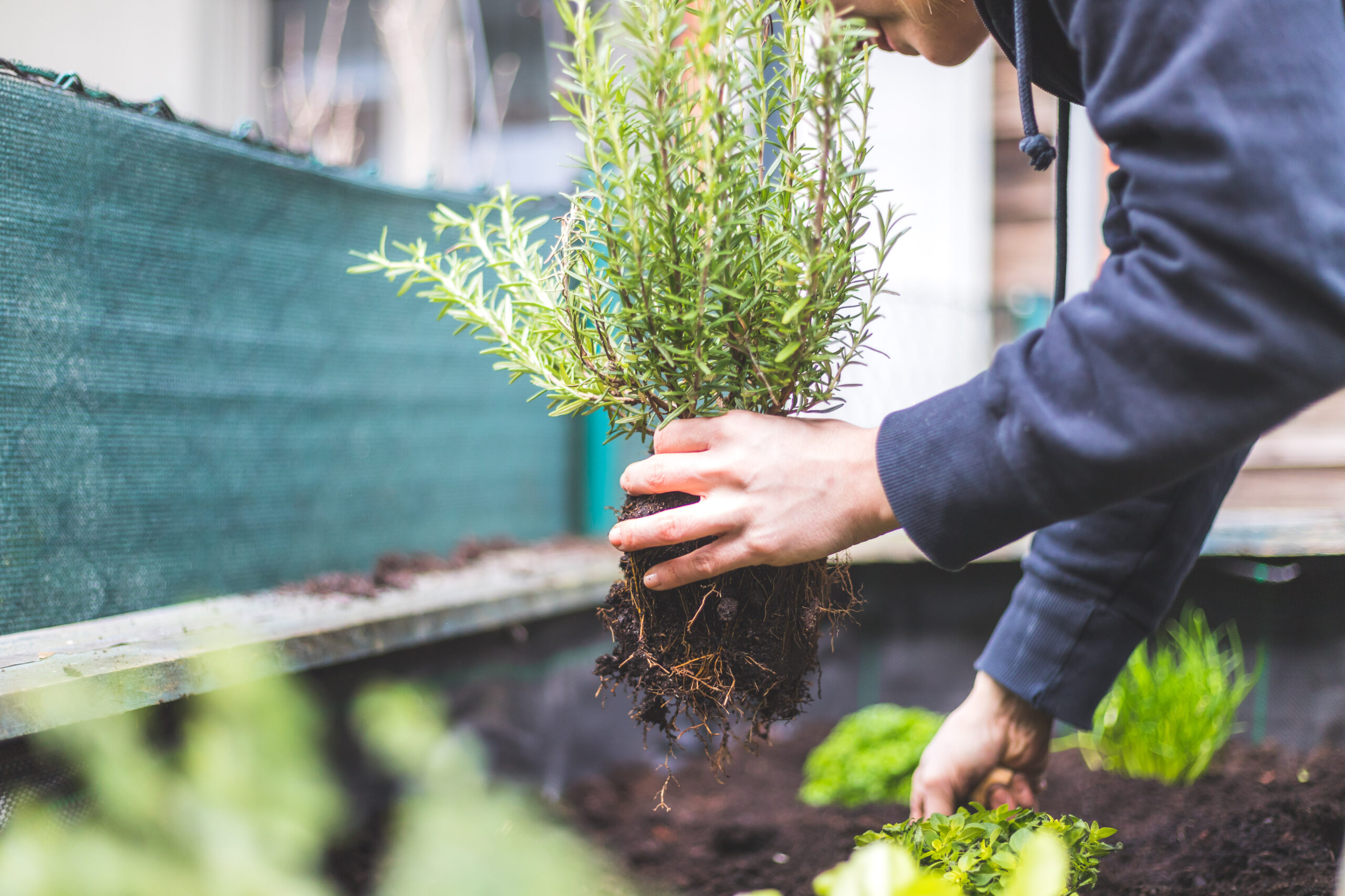  KITCHEN SEASONING GARDEN: YOUR STEP-BY-STEP GUIDE TO GROWING YOUR OWN AND SKIPPING THE MARKET