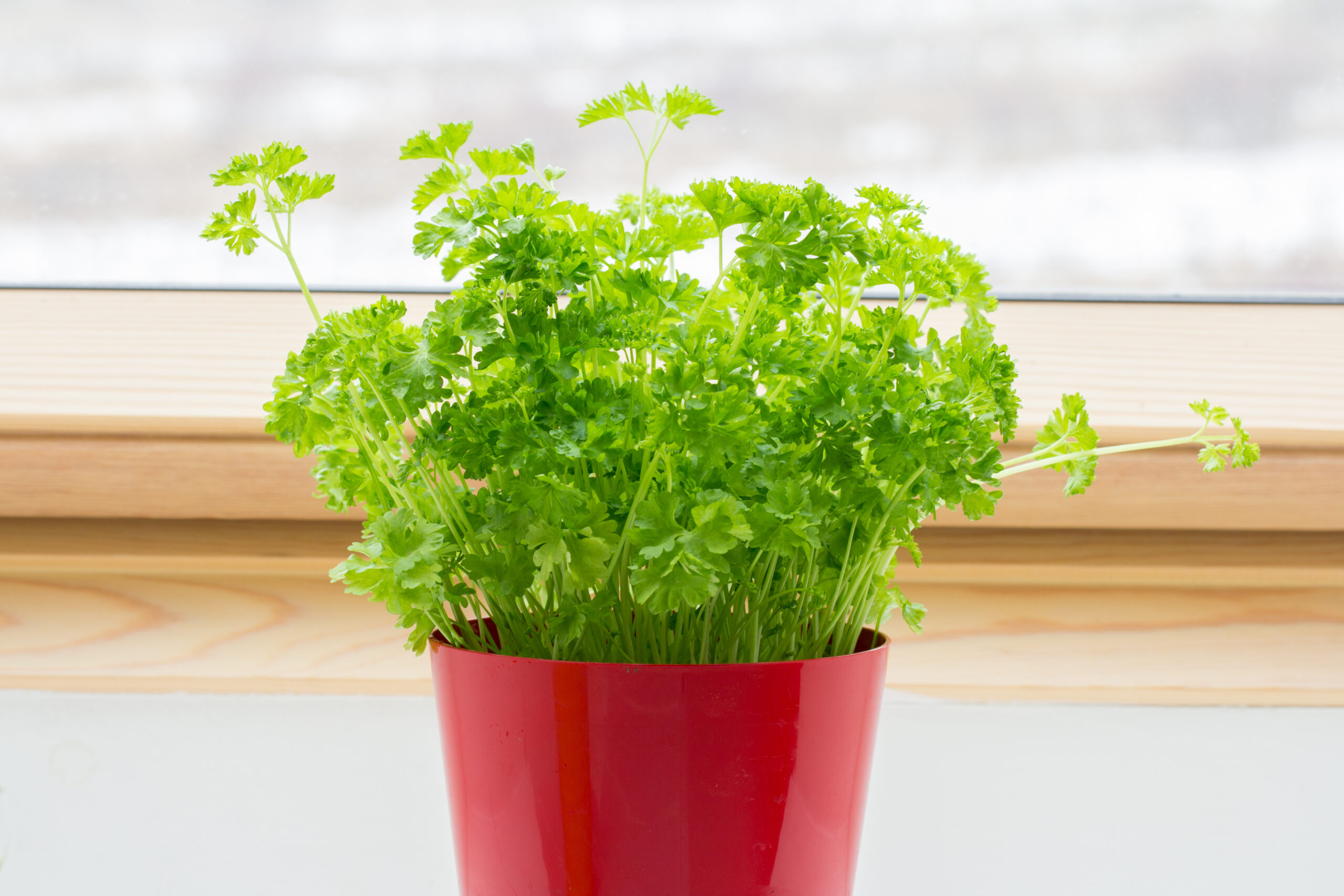  KITCHEN SEASONING GARDEN: YOUR STEP-BY-STEP GUIDE TO GROWING YOUR OWN AND SKIPPING THE MARKET