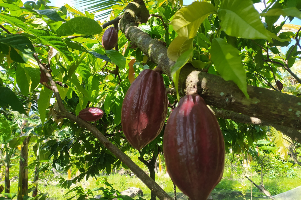 Evolving History of Coffee 